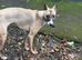 Whippet cross greyhound