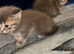 Adorable British shorthair kittens