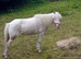 Few Spot mare 8 year old in foal (Project)