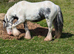 Mini cob colt