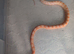 Amel scaleless male corn snake