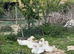 Ebden Goslings for sale