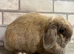 Mini Lop Girl