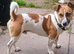 Male Jack Russell for sale