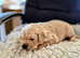 Golden retriever puppies