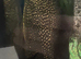 Blood parrots / silver dollars xl common plec
