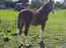 STUNNING HILLGARTH COLT