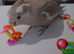 Hand reared silly tame DNA sexed baby cockatiels