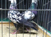 BLACK TIGER GRIZZLE RACING PIGEONS
