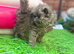 Adorable Persian kittens