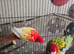 3 rosellas 1 cockateil