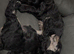 Beautiful Cockapoo Puppies