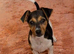 Traditional short-legged Jack Russell puppy's.