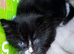 Kittens for sale
