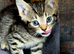 3 lovely girls kittens