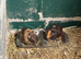 2 guinea pig boers