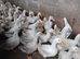 Aylesbury ducks point of lay
