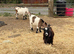 4 Pigmy nanny’s in kid, 1 pigmy nanny & kid at foot