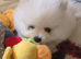 Show quality Pomeranian pups