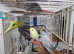 Super Silly hand tamed baby budgies for sale