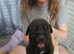 Cane corso cross bullmastiff puppies