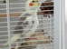 Young male cockatiel
