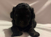 Shihpoo puppies