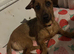 Dachshund x Lakeland terrier
