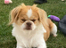 Japanese Chin Cross with a Shituz Male 13 Months Old