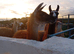 Llamas