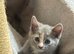 Pretty British short hair X mainecoon kittens
