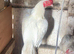 Pure white asils available direct import