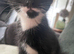 4 beautiful kittens ready to go sat
