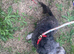 Stunning blue female schnoodle