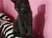 Beautiful persian mix black short hair kitten