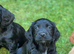 KC registered cocker spaniel puppies