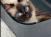 Female ragdoll