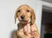 Stunning Cockerdor Puppies - 1 Male & 3 Females