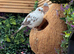 Diamond Dove x 2