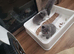 British blue kittens