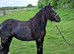12.1 Perfect child's Riding pony / driving pony