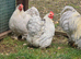 Lavender Pekin Bantam hatching eggs