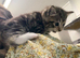 Tabby kittens ready now