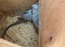 Beautiful pale/grey bonded indian ringneck mutation pair