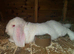Rew french lop buck 10 months show stock