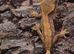 Juvenile Crested Geckos with full Lineage
