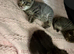Tabby kittens