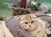 Scottish fold