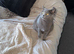 British Shorthair Female &ndash; Looking for a Loving Home