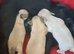 Long coat chihuahua pups Ready 9th July